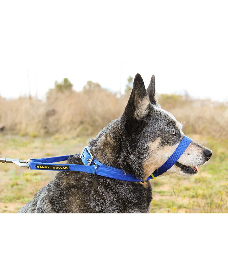 CANNY DOG COLEIRA TREINO CANNY COLLAR